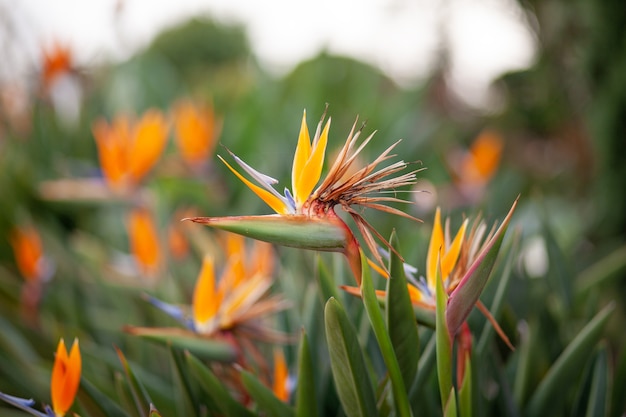 Zamknij si? Kwiat Bird of paradise Strelitzia Reginae kwiat w ogrodzie botanicznym w Bangkoku