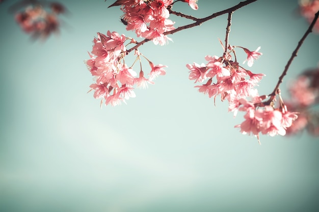 Zamknij si? Kwiat sakura (wi? Niowy kwiat) wiosn ?. vintage styl kolorystyki.