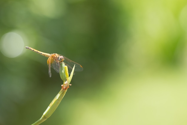 Zamknij si? Ma? Y dragonfly pi? Kne, oni s? Najlepszymi killerami komarów w przyrodzie