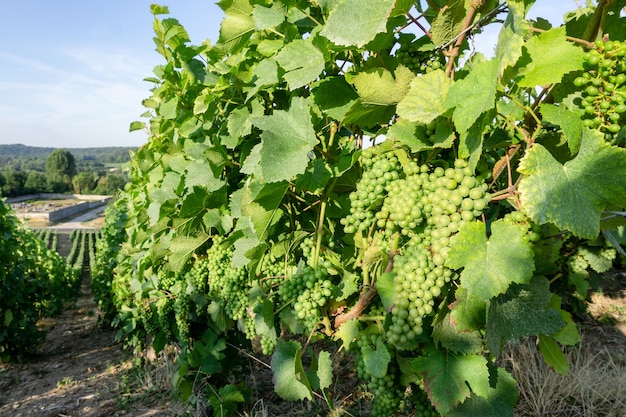 Zamknij si? Winoro? Li zielonych winogron w winnicach szampana na tle wsi Montagne de Reims, Reims, Francja