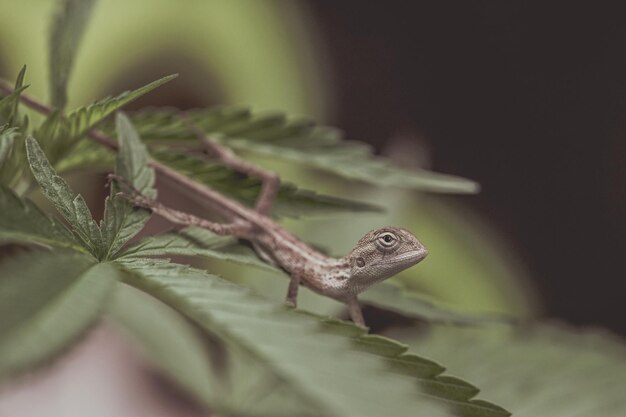 Zamknij się brązowy tajski kameleon na naturalnym zielonym tle
