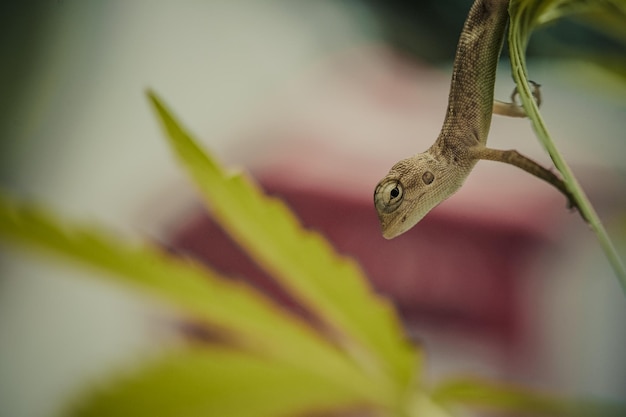 Zamknij się brązowy tajski kameleon na naturalnym zielonym tle