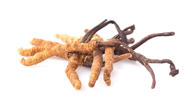 Zamknij się cordyceps w studio