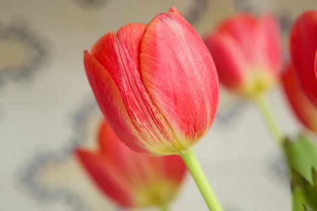 Zamknij się czerwony tulipan