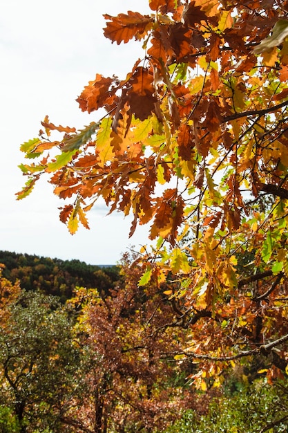 Zamknij się gałąź drzewa z jesiennymi liśćmi
