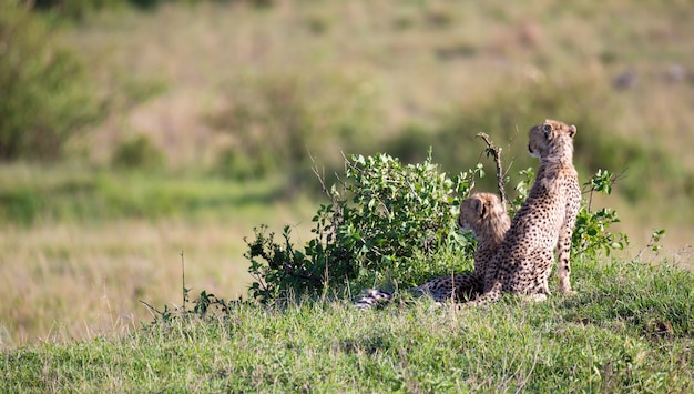 Zamknij się gepardy w krajobrazie trawy