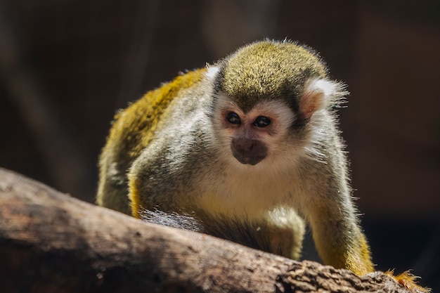 Zamknij się małpa wiewiórki w zoo