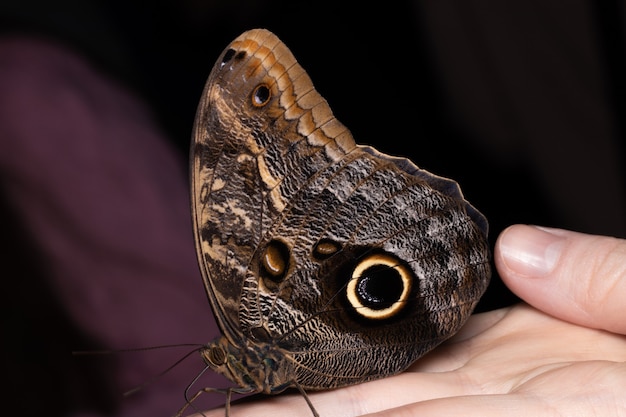 Zamknij Się Motyl Na Ręce Kobiety.