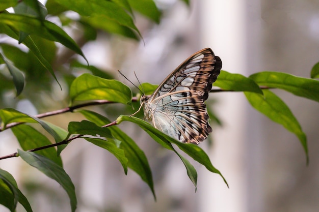 Zamknij Się Motyl Na Zielonych Liściach W Ogrodzie.