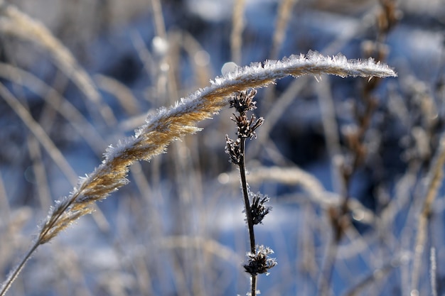 Zdjęcie zamknij się mrożona trawa pampasów ze śniegiem i lodem w zimowy dzień