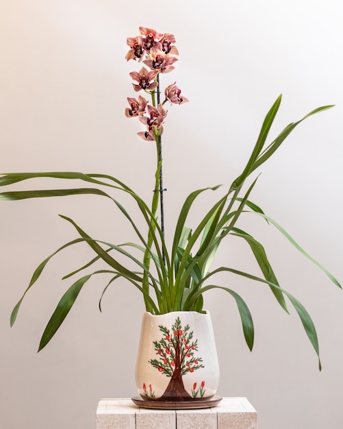 Zamknij się na cymbidium orchidei łodzi w puli