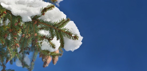 Zamknij się na gałęzi jodły ułożonej częściowo śniegiem pod niebieskim niebem