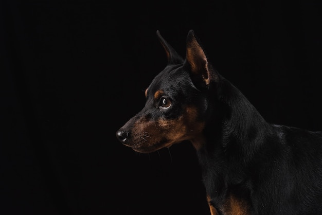 Zamknij Się Na Młodych Zwergpinscher Na Białym Tle