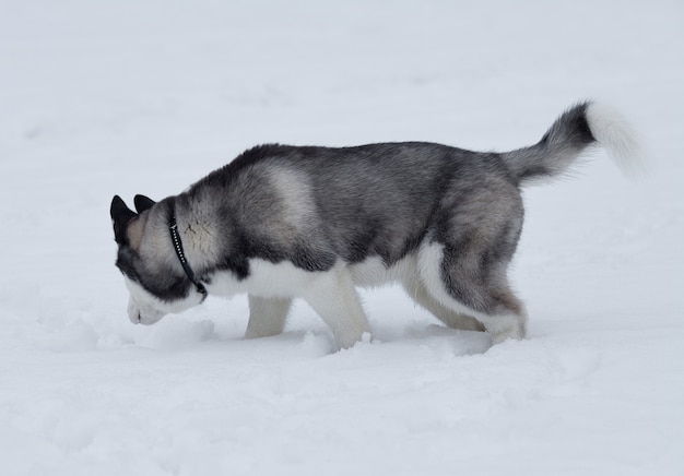 Zamknij Się Na Niebieskie Oczy Pięknego Psa Husky. Siberian Husky Pies Na Zewnątrz. Portret Siberian Husky W Naturze W Zima Czasie.