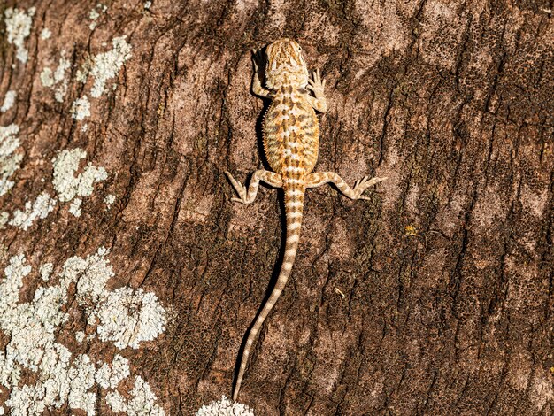 Zamknij się na opalaniu pogona