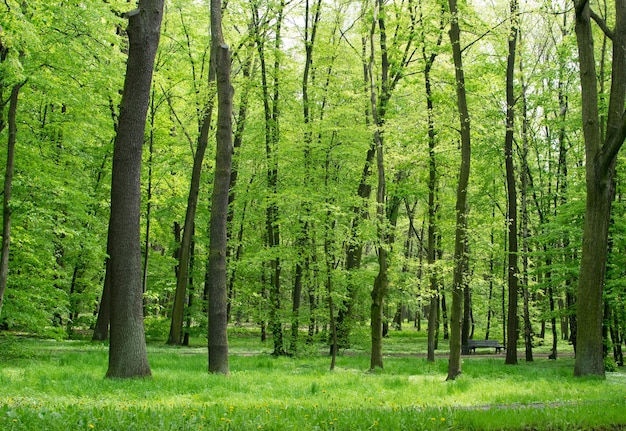 Zamknij się na zielonych pniach drzew w Spring Park