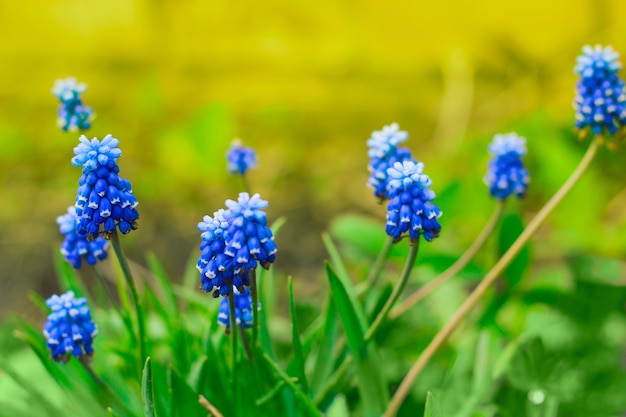 Zamknij się niebieskie wiosenne kwiaty