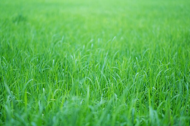 Zamknij się obraz pola ryżowego w zielonym sezonie