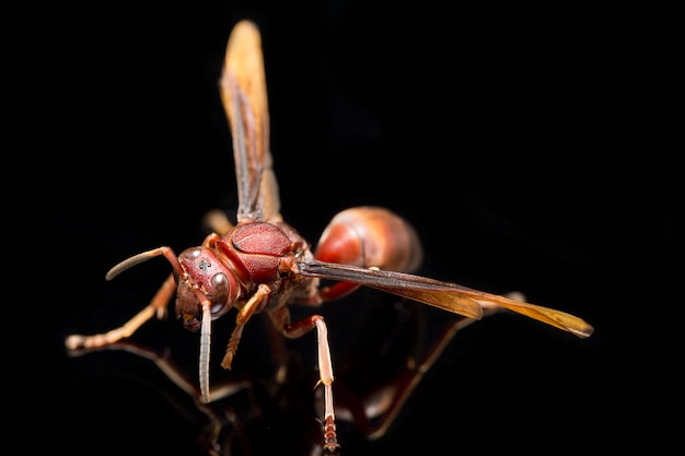 Zamknij Się Paper Wasp