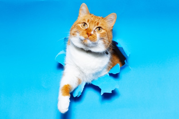Zamknij się portret czerwony biały kot przez niebieski otwór rozdarty papier