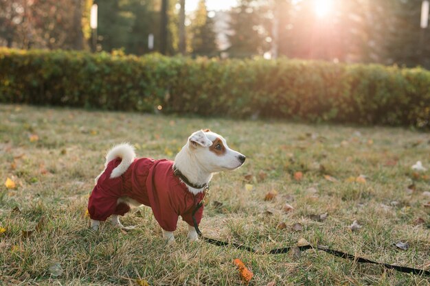 Zamknij się portret ładny pies jack russell w garniturze spaceru w jesiennym parku miejsce i puste miejsce