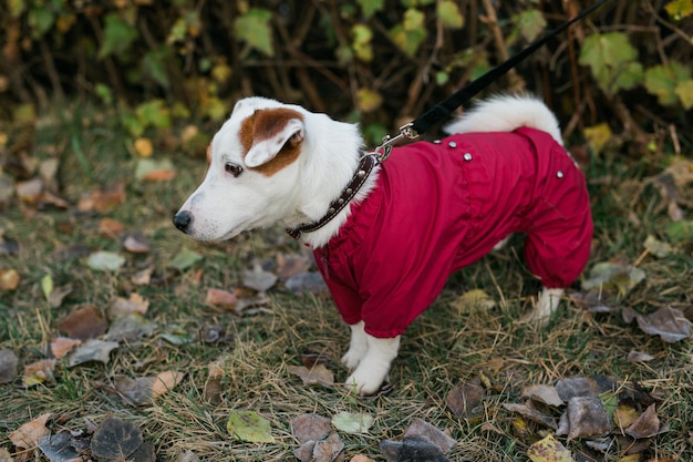 Zamknij się portret ładny pies jack russell w garniturze spaceru w jesiennym parku szczeniak zwierzak jest ubrany w sw