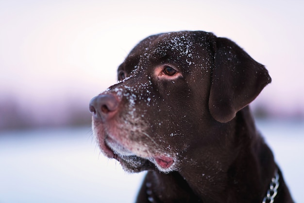 Zamknij się portret pięknego czekoladowego labradora retrievera pozowanie na zewnątrz w zimie