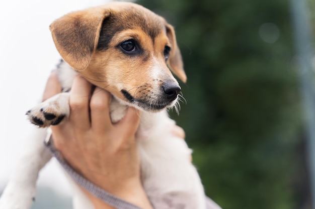 Zamknij się portret uroczego małego szczeniaka jack russel terrier spacer na świeżym powietrzu z domowymi zwierzętami domowymi nowy przyjaciel zwierząt