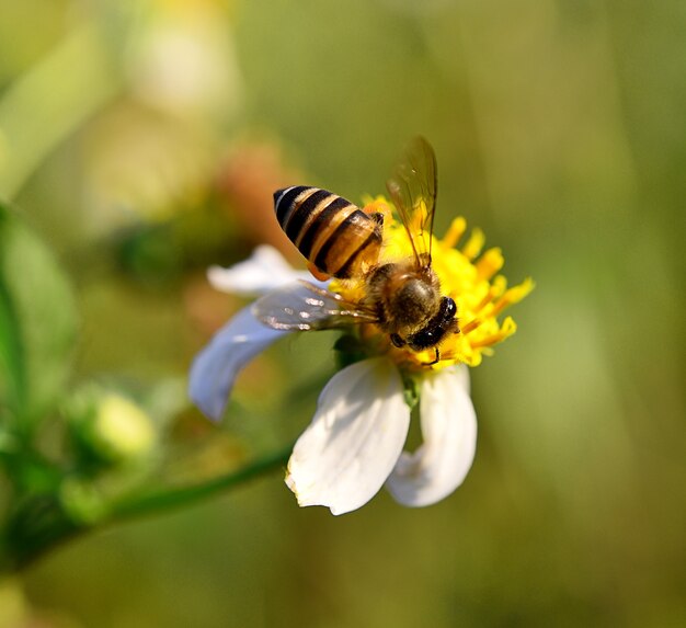 Zamknij się pszczoły na kwiat natura rozmycie tła