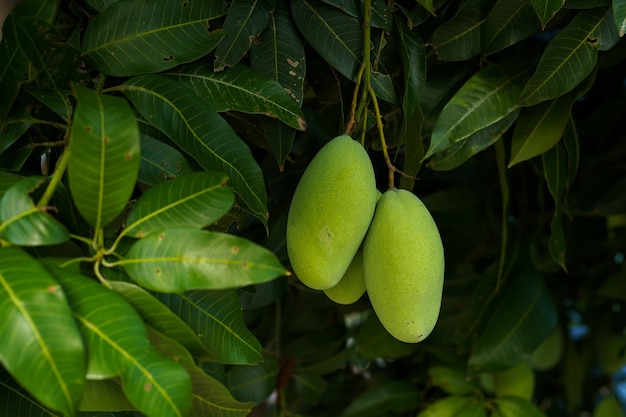 Zamknij Się świeże Zielone Mango Wiszące Na Drzewie Mango W Gospodarstwie Ogród Z Tłem światła Słonecznego Zbiorów Owoców Tajlandii.