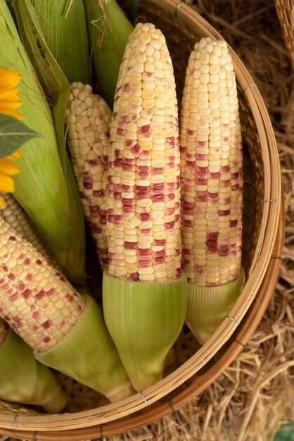 Zamknij się świeżej organicznej słodkiej kukurydzy w koszyku