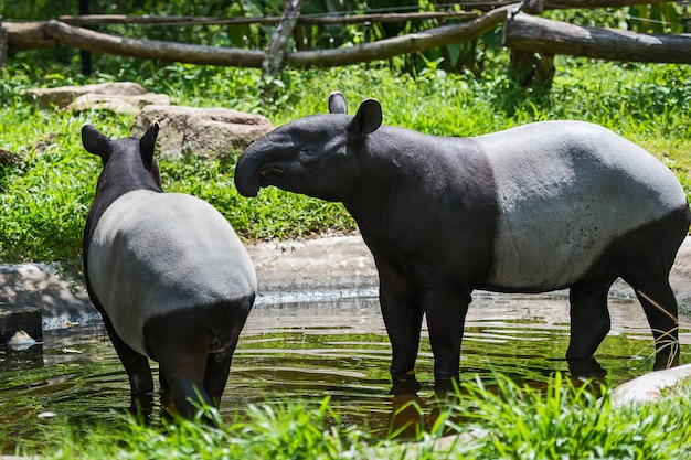 Zamknij Się Tapir Malajski.