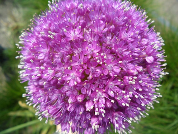 Zamknij się w pełnym rozkwicie Bright Purple Allium