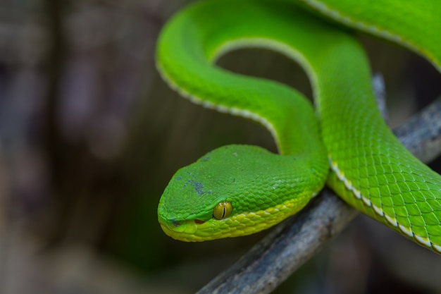 Zamknij Się Wąż żółtozłoty Green Pit Viper