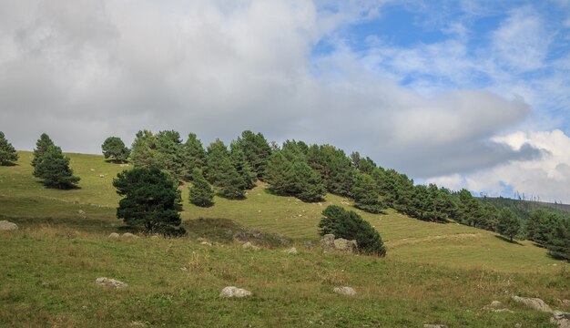 Zdjęcie zamknij się widok lasu i góry sceny w parku narodowym dombai, kaukaz, rosja, europa. letni krajobraz, słoneczna pogoda, dramatyczne błękitne niebo i słoneczny dzień