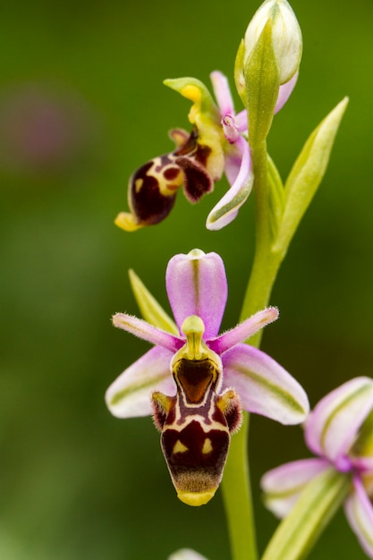 Zamknij się widok na piękny kwiat Bee Orchid (Ophrys apifera).