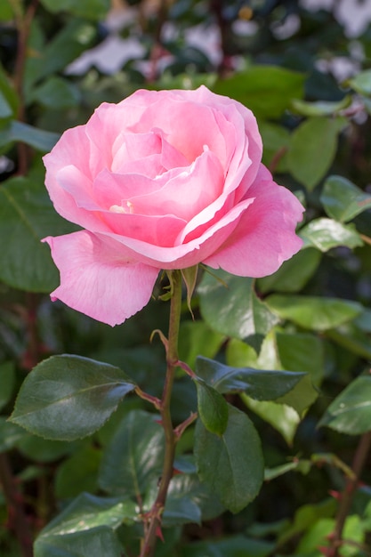 Zamknij się widok piękny różowy kwiat róży w ogrodzie.