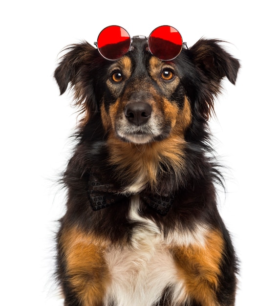 Zamknij się z Border collie na sobie czerwone okrągłe soczewki