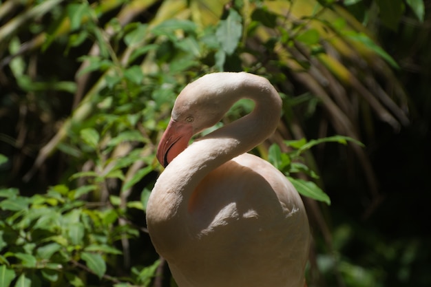 Zamknij się z flamingo