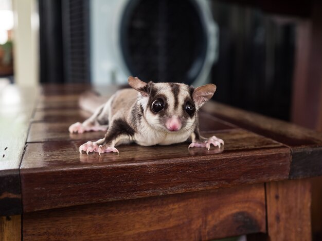 Zamknij się z małym i cute Sugar Glider chodzić.