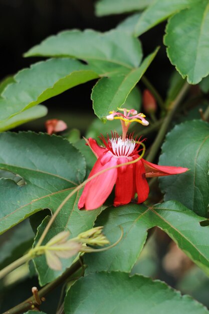 Zamknij się z Passiflora coccinea (szkarłatna męczennica, czerwona męczennica, Granadila merah) na drzewie.