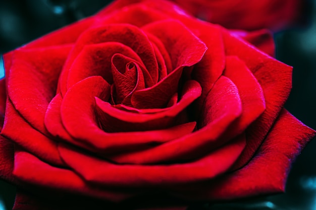 Zamknij się z piękną czerwoną różą. Świeży kwiat jako wyraz miłości. Makro.