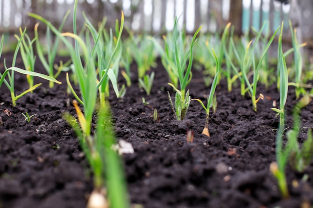 Zamknij się z plantacji cebuli w ogrodzie warzywnym