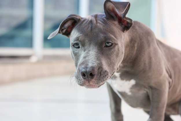 Zamknij się z psa szczeniaka Pit Bull w domu. Selektywne skupienie.