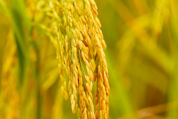 Zamknij się z żółtym zielonym polu ryżu