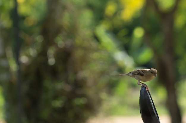 Zamknij się zdjęcia Passer montanus