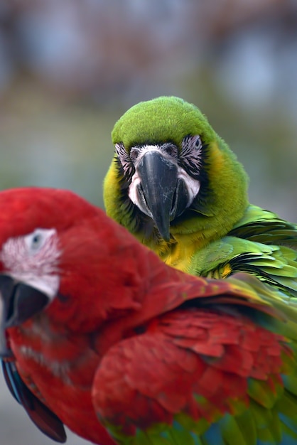Zamknij się zdjęcie papug Ara