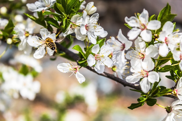 Zamknij się zdjęcie pszczoły unoszącej się nad białym kwiatem w okresie wiosennym