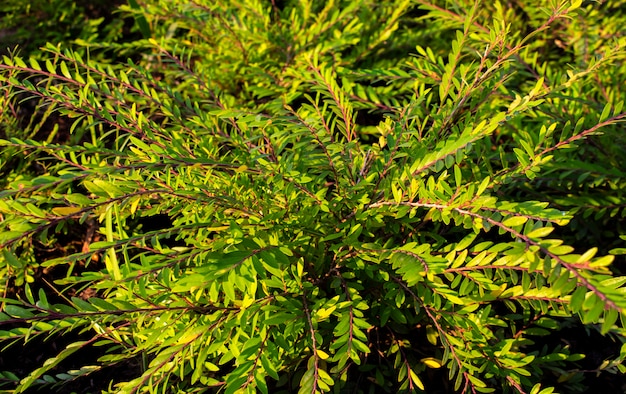 Zamknij się zielona roślina Mousetail lub Phyllanthus myrtifolius w ogrodzie rano.