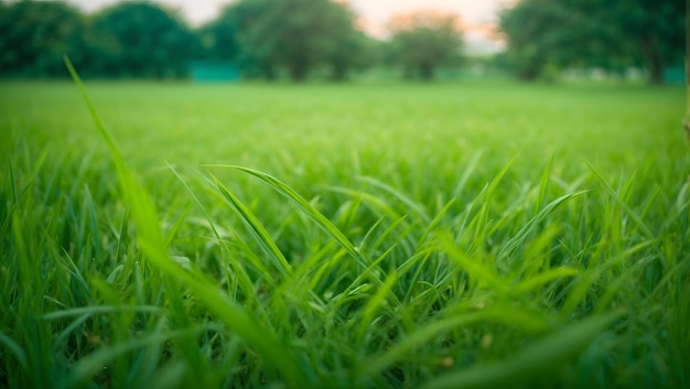 Zamknij się zielone pole trawy z rozmycie tła parku